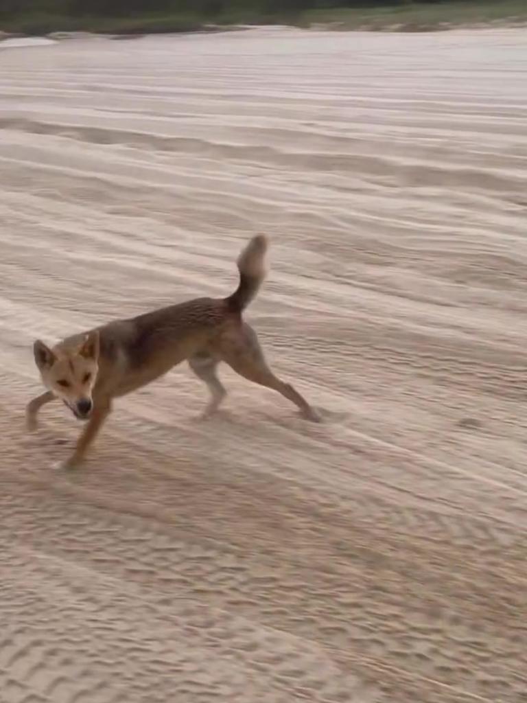 Lee Carseldine encounters a dingo during his charity challenge on Fraser Island. Photo: Instagram