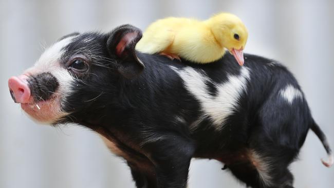 Maggie May the piglet and Daisy the duckling have become firm friends after both being orphaned. Picture: Tait Schmaal