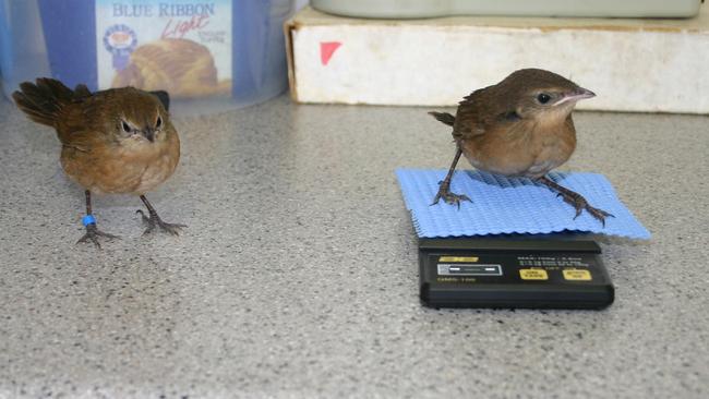 Endangered eastern bristlebirds.