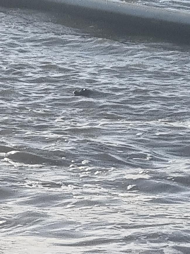 A crocodile was spotted inside the stinger nets at Trinity Beach on Saturday morning, May 4, 2024. Photo: David Chetcuti.