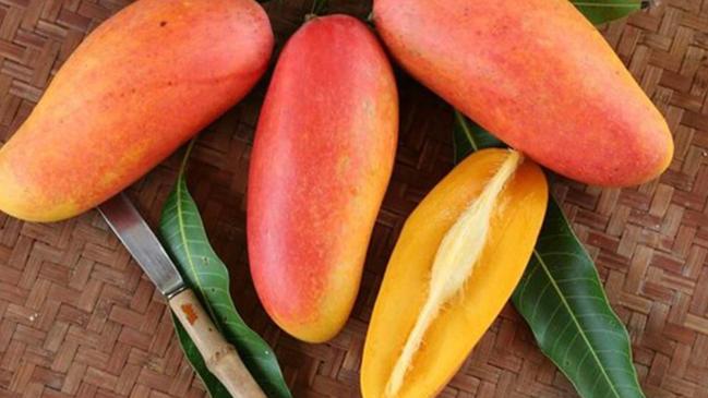 New mango:  The Maha Bliss is the Australian clone of a popular Thai mango called mahachanok.