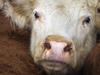 Steer with eye cancer left without vet treatment
