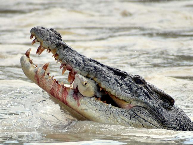 This crocodile was caught using its hands to catch lunch. Picture: Tara Lee Priore-Smith