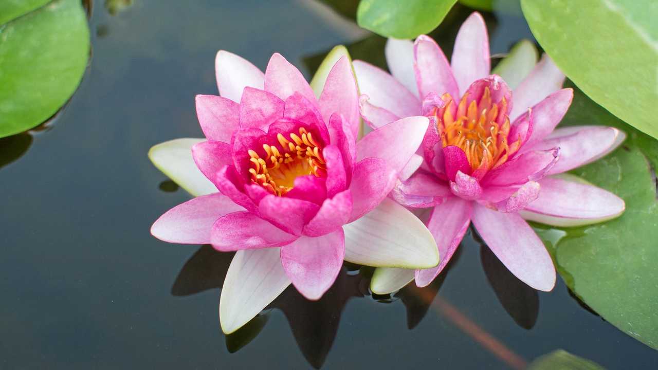 Give the lotus a position in your garden | The Courier Mail