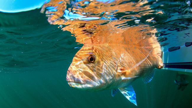 The radical plan is intended to let snapper stocks replenish.