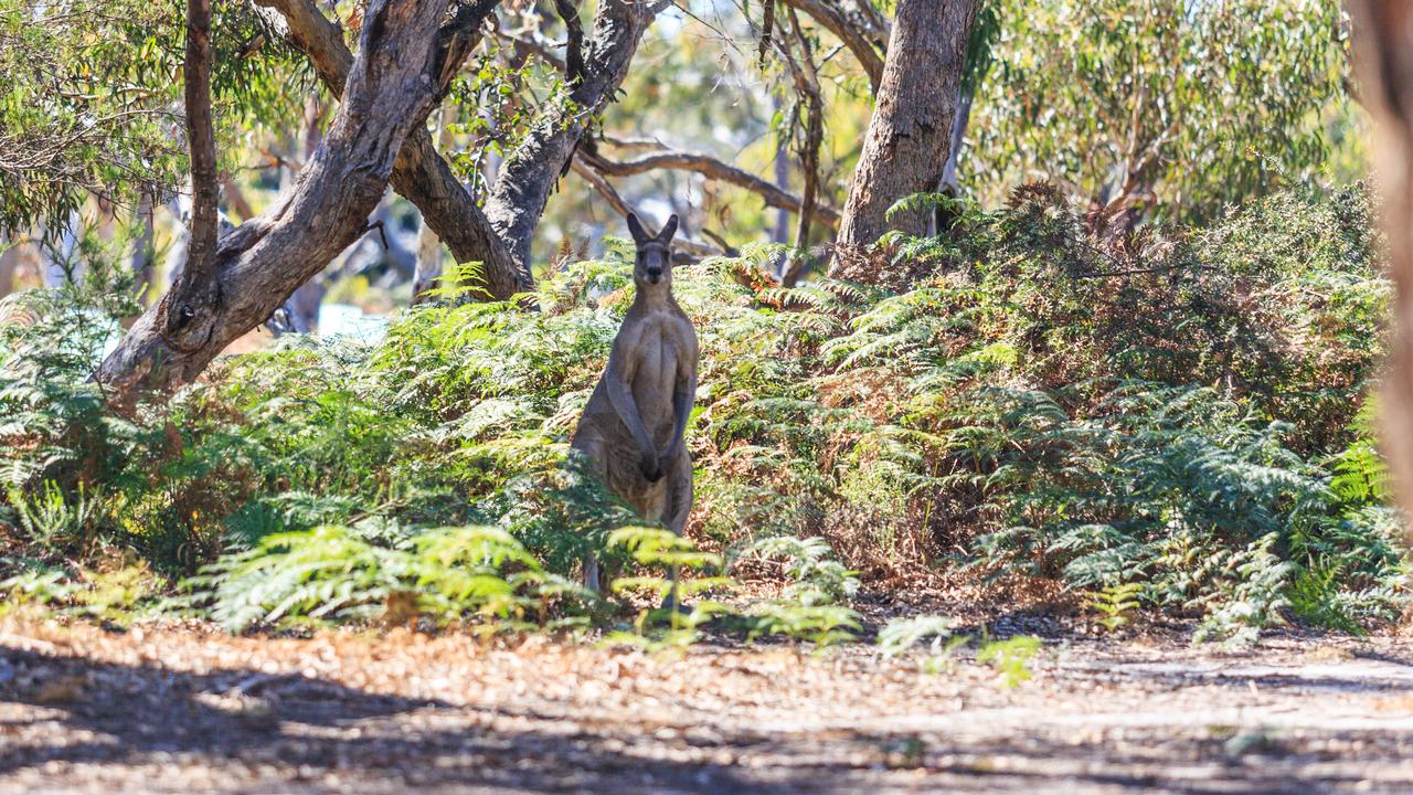 A kangaroo on Raymond Island. Picture: Supplied