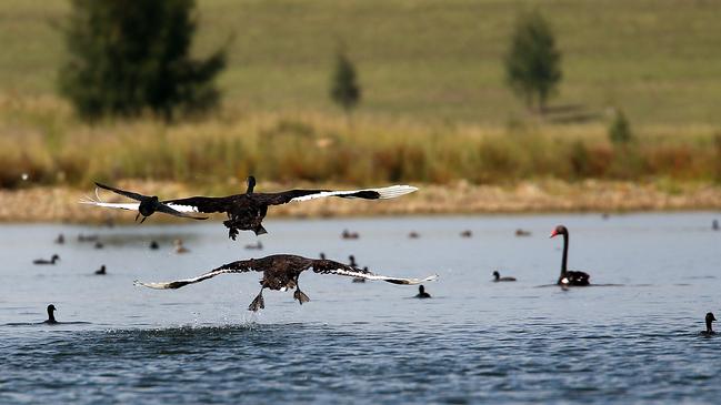 Penrith Lakes in Western Sydney was zoned for residential development and in-land beaches but the NSW government rezoned to protect the wetlands and wildlife. Picture: Sam Ruttyn