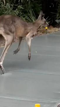 Cheeky kangaroo tests tradies' patience