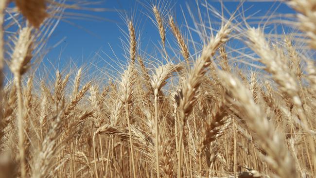 The Daily Telegraph. Paddock to the plate, local wheat farmer Neil Unger attempts to break Guinness world record for baking bread straight after taking it from the paddock in Parkes. The wheat in the paddock before it was harvested.