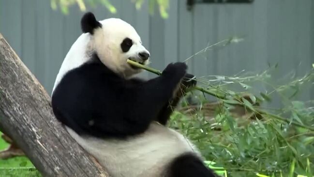 Giant panda trio departs D.C. for China | The Chronicle