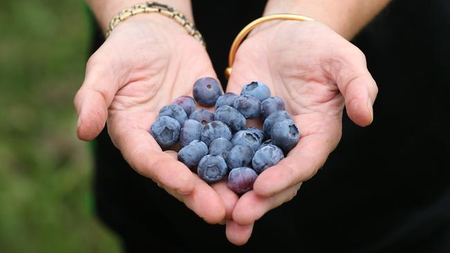 Blueberries contain loads of antioxidants, which are good for the brain. Picture: Andy Rogers.