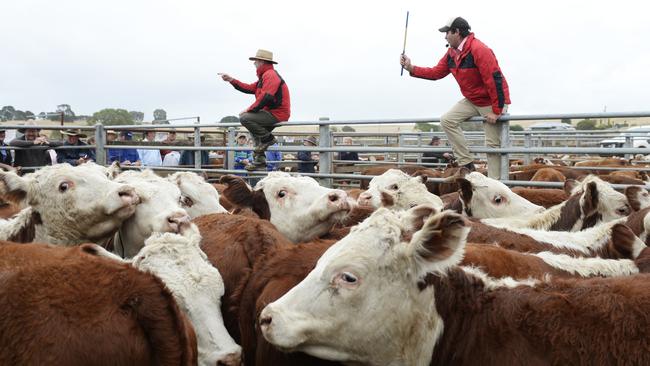 Saleyards across Victoria are gearing up for the first week of summer weaner calf sales.