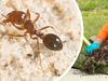 Red fire ant detected amid calls for funding review