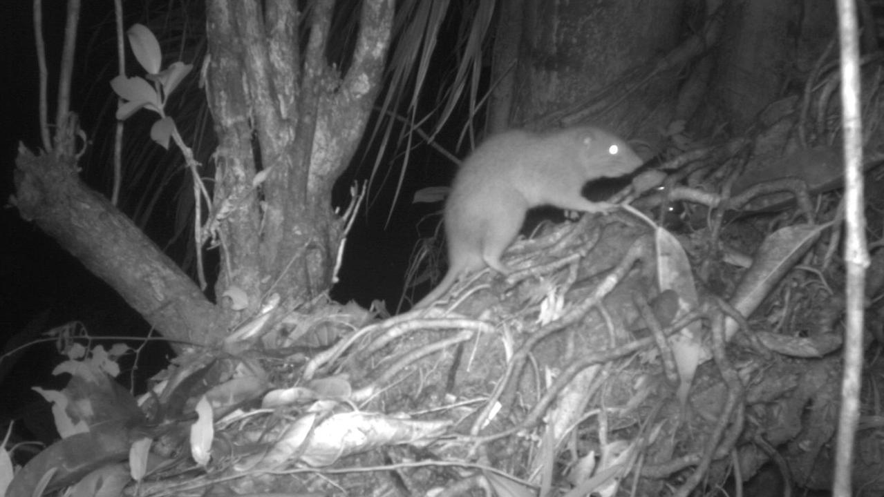 The Uromys vika giant rat which lives on the Solomon Islands. It's the first time one of the world’s rarest rodents has been captured on camera, thanks to researchers from the University of Melbourne. Picture: supplied
