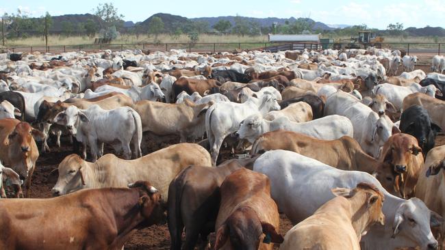 Per capita beef consumption is expected to fall due to cost of living pressure on Australian households. Picture: Charlie Peel