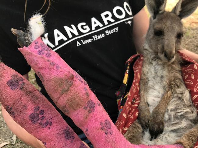 A wildlife worker cradles a badly burned joey. Picture: Supplied