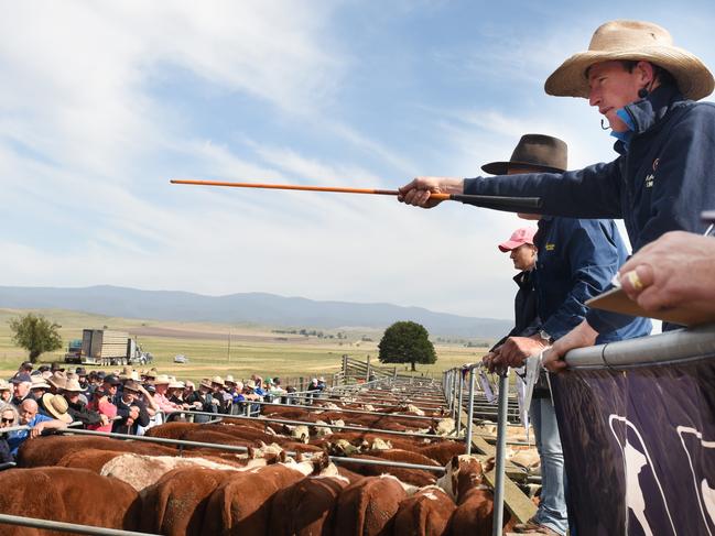 Action from the first Mountain Calf Sale of 2020 at Hinnomunjie saleyards.Photo: DANNIKA BONSER