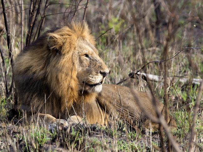 A reported 1600 lions live in Kruger National Park. Picture: Michael Heffernan/Lonely Planet Traveller Magazine