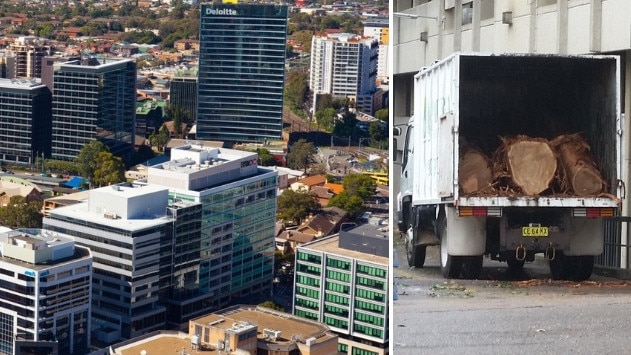 Has Parramatta passed the point of no return when it comes to its trees? 