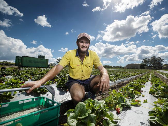 Strawberry Picker Jack Turner 20, in the field at Erbachers Farm at Didillibah, where workers are being lured with a chance in a $100,000 lottery prize to join the workforce. Picture Lachie Millard