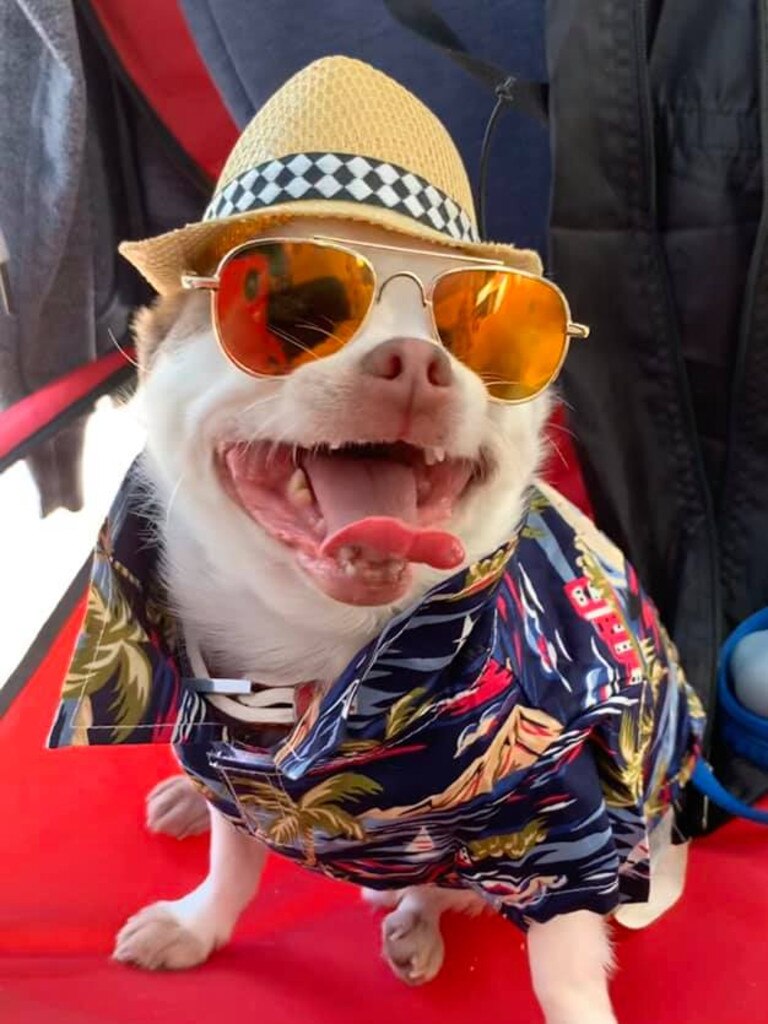 Emma Clifford-Smith: "Terry is a 9 year old rescue chihuahua, who sadly was seized from a puppy mill when he was 5. He is always up for a dress up and he’s now loving his very spoilt life in The Redlands!" Picture: Emma Clifford-Smith