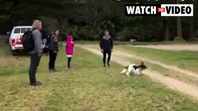 Rat detection biosecurity dogs on Lord Howe Island