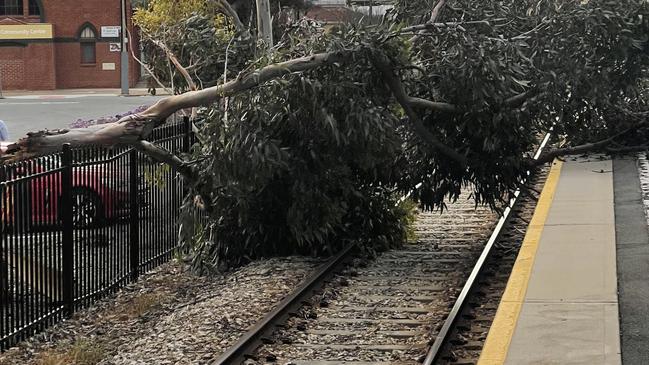 A fallen tree caused delays on the Outer Harbor track at Cheltenham Station on Wednesday morning. Picture: Elise Graham