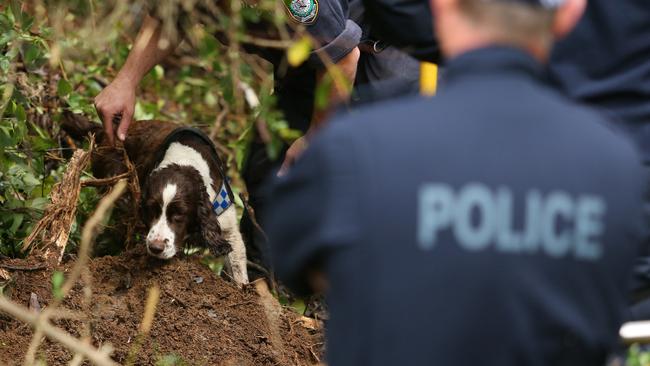 Chloe checks soil for scents. Picture: Peter Lorimer