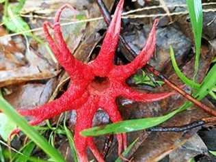 The Aseroe rubra (Latin translation is disgusting red juice), commonly known as the anemone stinkhorn, sea anemone fungus and starfish fungus, was spotted in Captain Rous Park by a Lismore City Council Parks and Gardens employee. Picture: Jasmine Burke