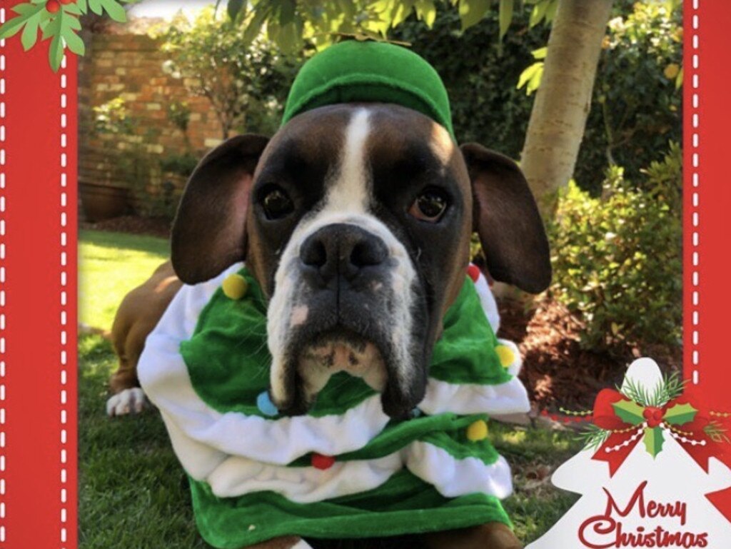 Melbourne’s cutest Christmas pets: Vote for your favourite in our pet