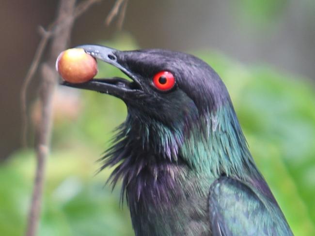 A strikingly beautiful migratory bird has returned to an unlikely destination in Far North Queensland.