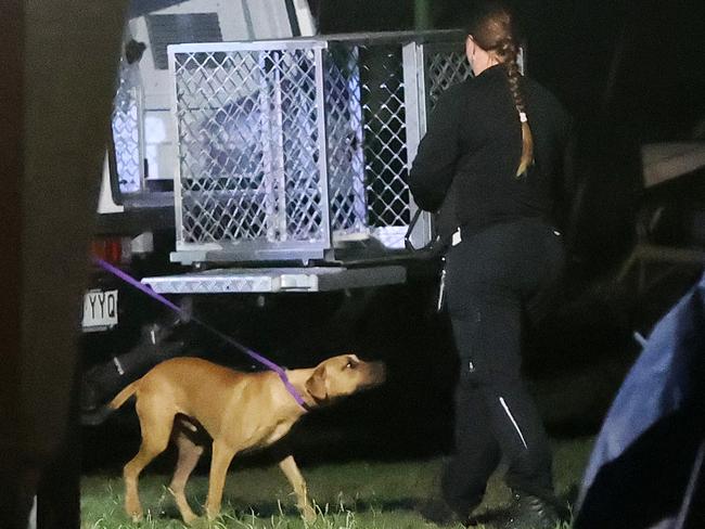 A dog is removed from the scene at Yatala. Picture: Nigel Hallett