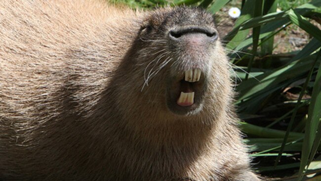 Behold the capybara . and this is his best angle. Picture: Facebook