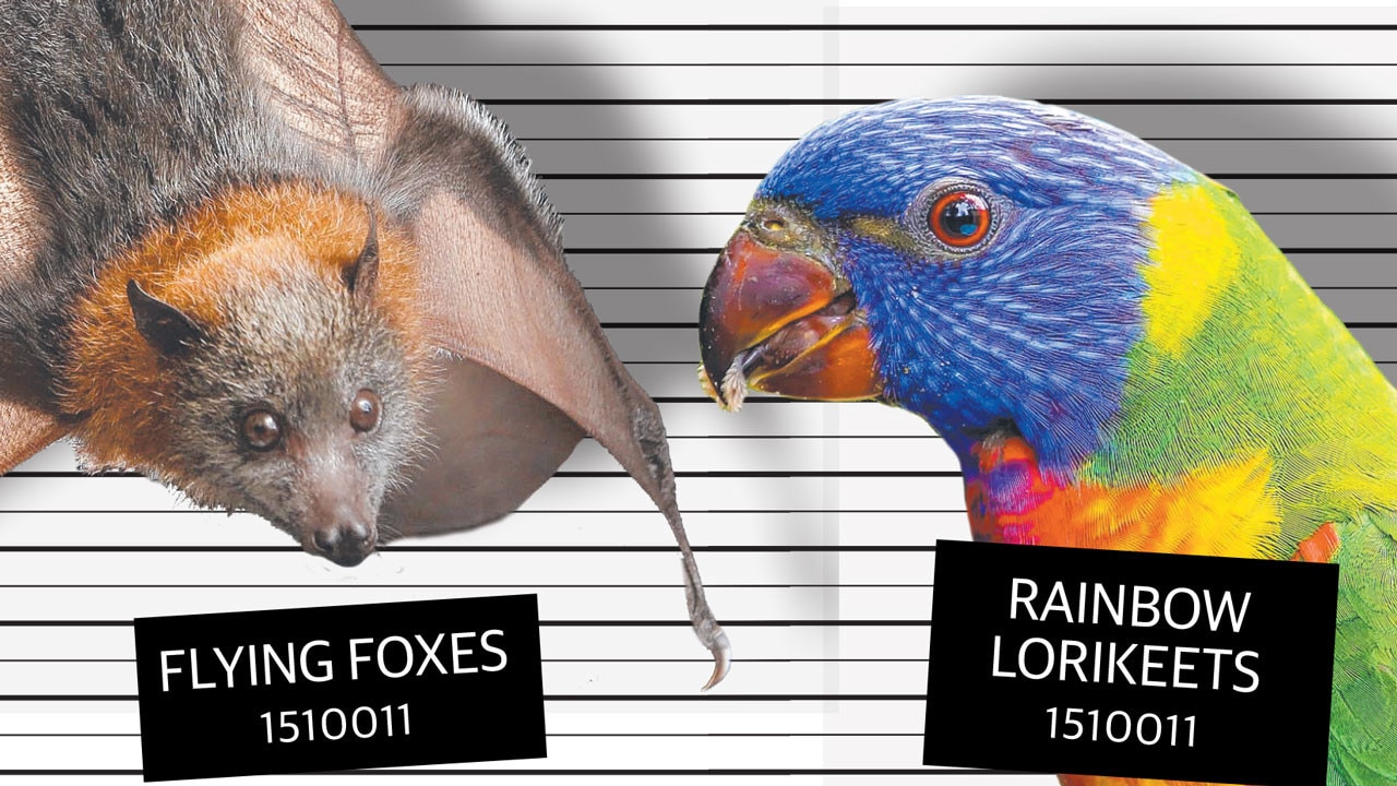 Cherry growers under pressure from bats and birds | The Advertiser