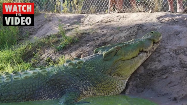 The outback pub that comes with two crocs