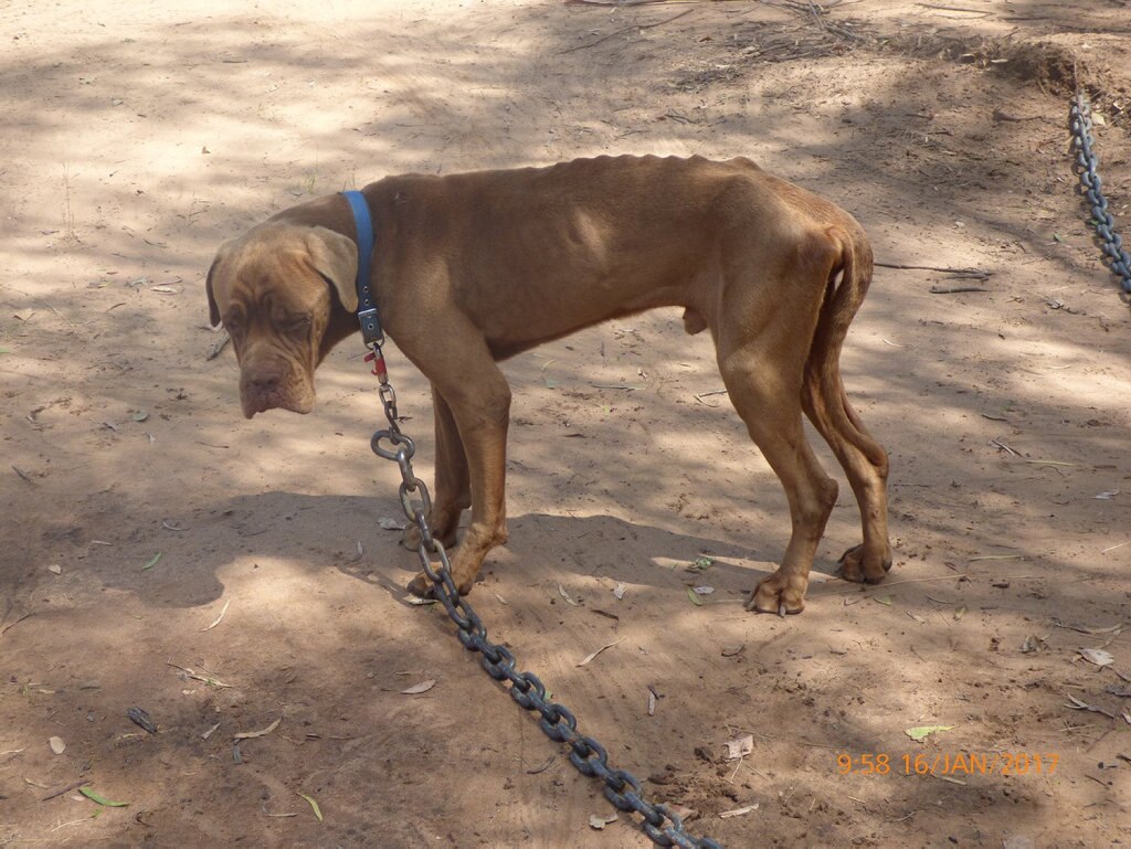 PUPPY FARM: Some of the dogs seized from a Glenarbon property where an alleged puppy farm was uncovered on Monday. Picture: RSPCA Queensland