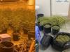 ‘In way too deep’: Accused cannabis sextet face court