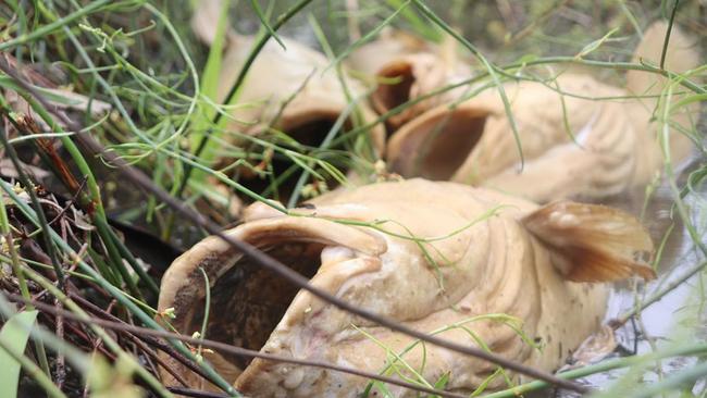 Murray cod are washing up dead in the Little Murray as blackwater spreads. Picture: Supplied