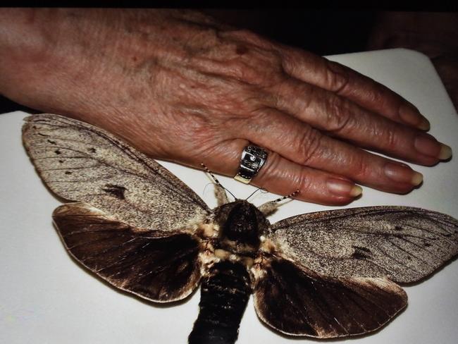 Paul Kay with a cossid moth. He believes the Tintenbar grub could turn out like this.