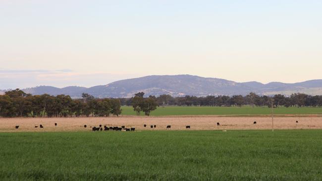 Via Kilsyth Pastoral Company, Albury livestock agent and grazier Trent Boers has sold the 443ha Maybank property.