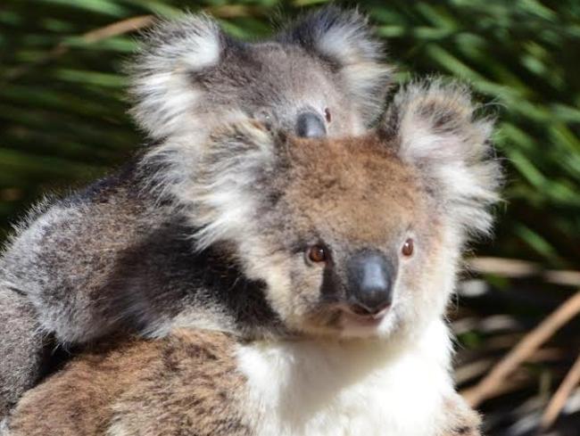 What about us? The koala population on the Central Coast is at critically low levels.