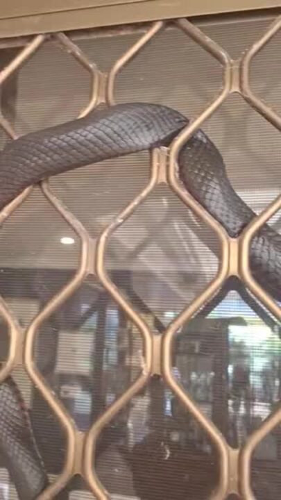 Red-bellied black snake at a Strathalbyn home