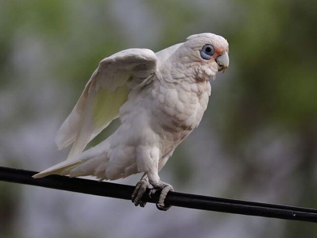 Driver caution urged after 80 birds found dead on roadside