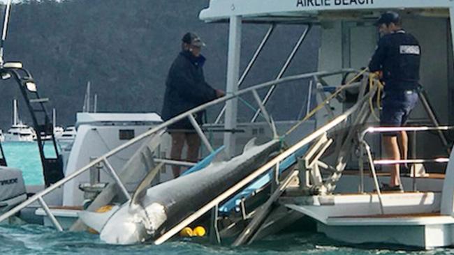 A shark is removed after being caught on a drum line in the Cid Harbour, Whitsundays.