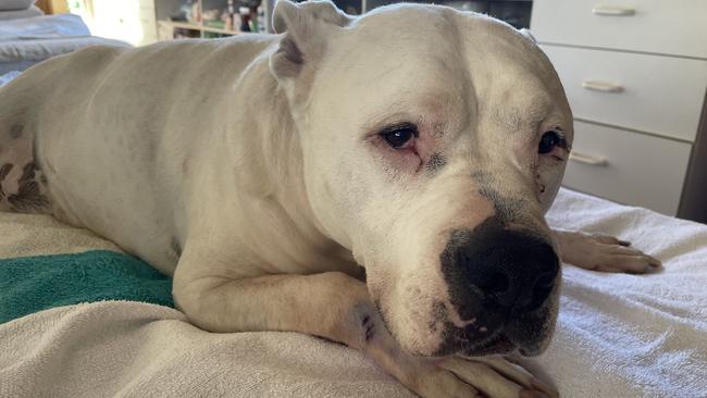 Ollie the staffie is slowly recovering at Wildwood Park Sanctuary Animal Rescue and Rehabilitation after being injured in a fatal crash that killed his owner. Picture: Supplied