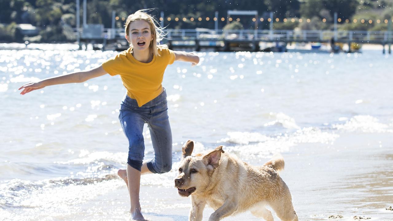 Northern beaches: Step taken towards two more off-leash dog trials