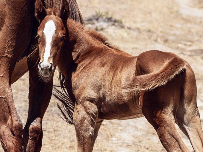 New photos as serial NSW animal-cruelty offender emerges again