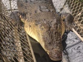 Fashion bites at Mareeba Melaleuca Crocodile Farm as high-end