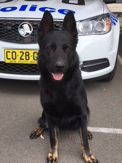 An Officer and dog were allegedly assaulted after man allegedly flees crash with children in Blacktown. Picture: Supplied