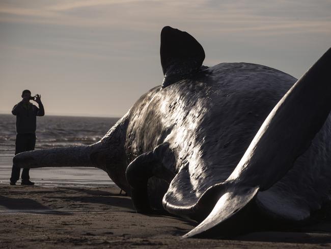 SKEGNESS, ENGLAND - JANUARY 25: One of three Sperm Whales, which were found washed ashore near Skegness over the weekend, lays on a beach on January 25, 2016 in Skegness, England. The whales are thought to have been from the same pod as another animal that was found on Hunstanton beach in Norfolk on Friday. (Photo by Dan Kitwood/Getty Images)